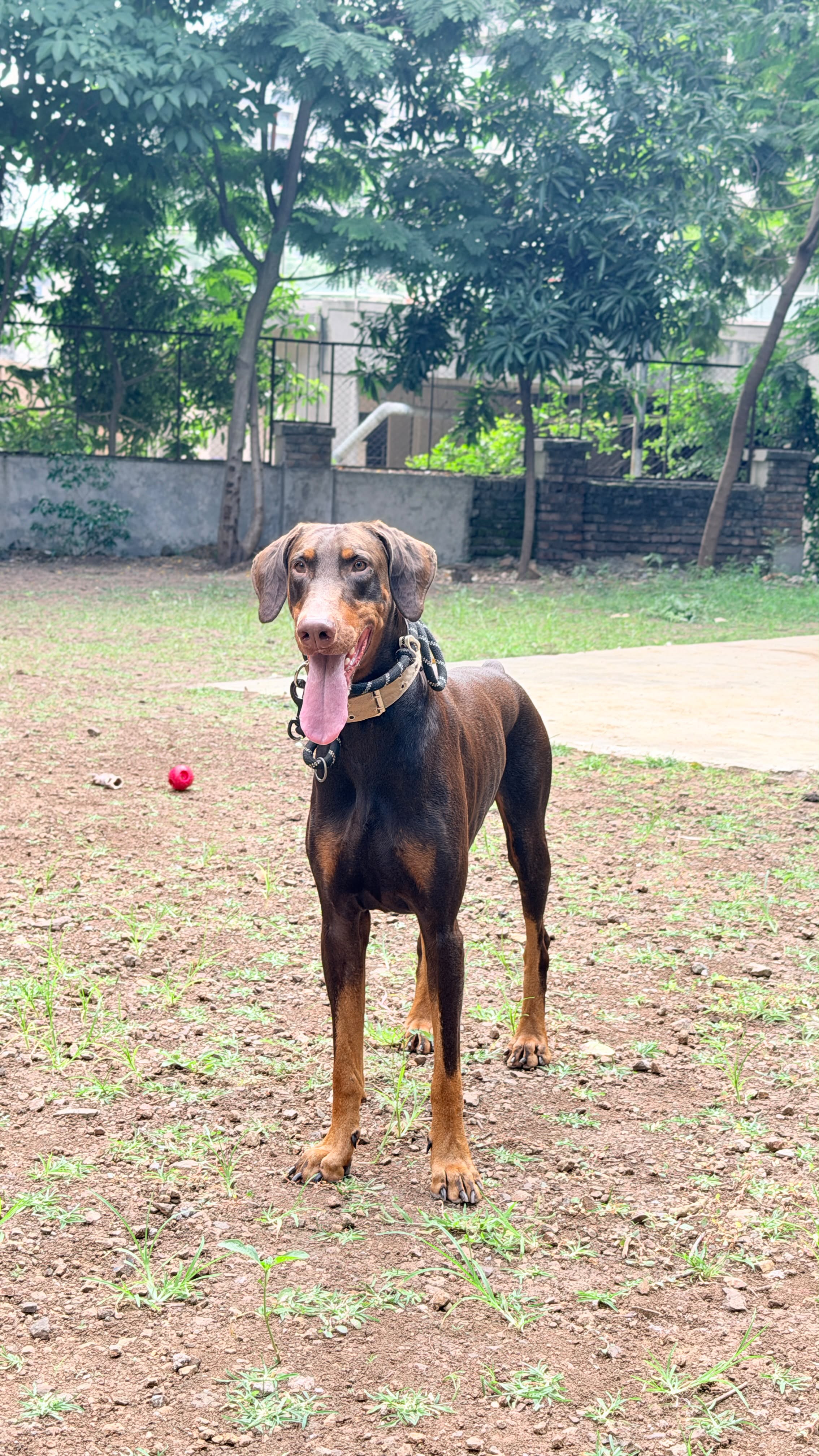 Doberman standing alert during a park walk