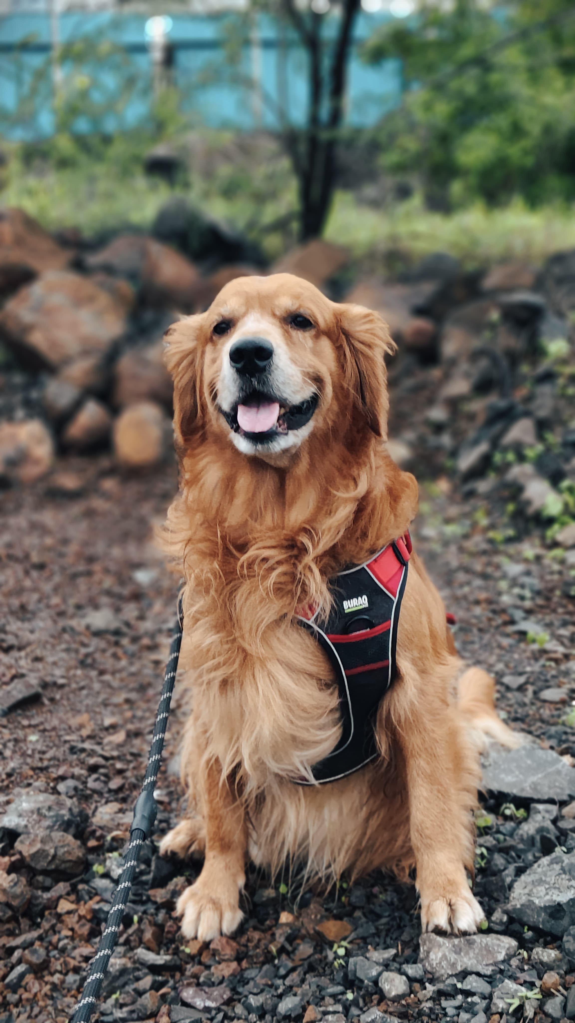Golden Retriever sitting on a rocky trail