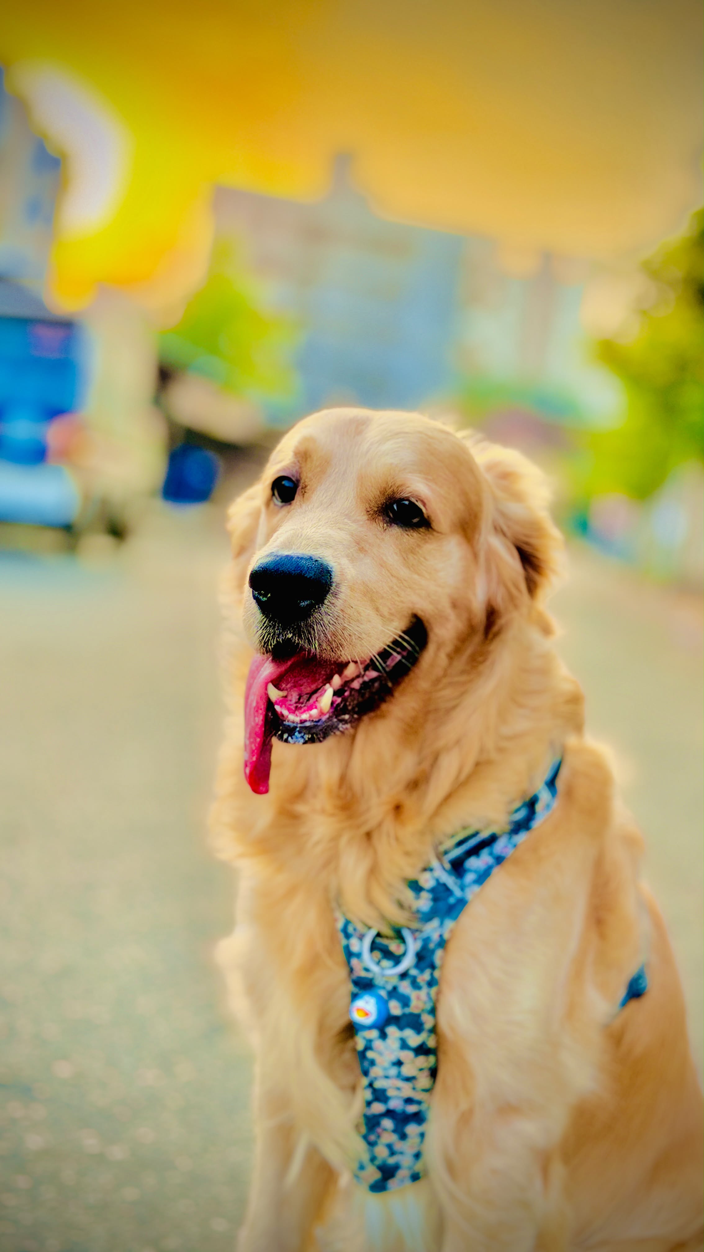 Golden Retriever close-up with tongue out